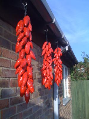 "Red Chilli Ristras" by Richard Erbe