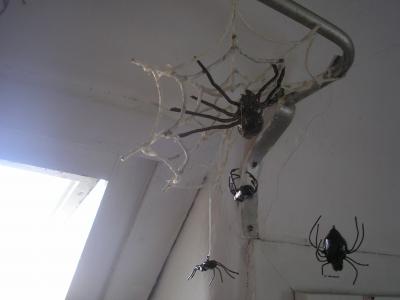 "spider" by Rok Jursic