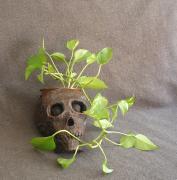 skull pot by Rok Jursic