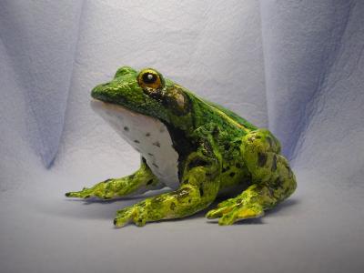 "frog" by Rok Jursic