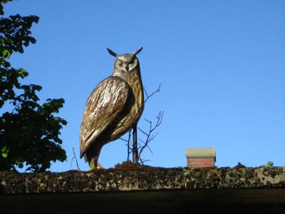 "The Eagle Owl" by Jessica Koivistoinen