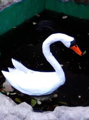 "Swan" by Selim Turkoglu