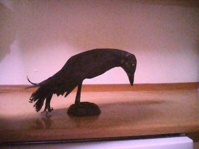 "Crow" by Selim Turkoglu