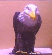 "American eagle" by Selim Turkoglu