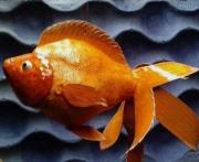 Gold fish by Selim Turkoglu