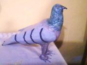 pigeon by Selim Turkoglu