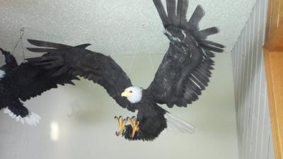 "Eagle" by Nancy Arsenault