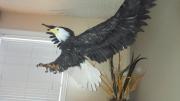 Eagle by Nancy Arsenault