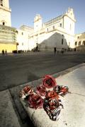 African roses in Lecce's Heart by Luisa Cotardo