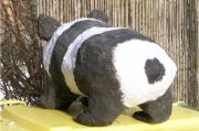 Panda back by Sarolta Kurucz