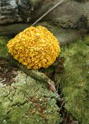 cauliflower mushroom by Dorota Piotrowiak