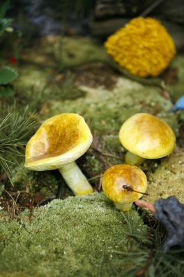 "man on horseback mushroom" by Dorota Piotrowiak