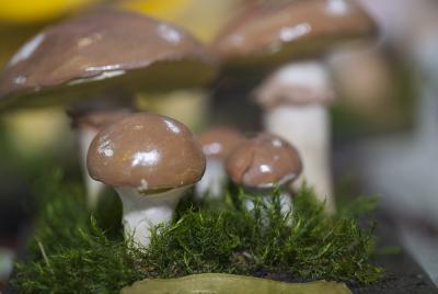 "slippery jacks mushroom" by Dorota Piotrowiak