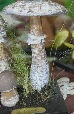 "parasol mushroom" by Dorota Piotrowiak