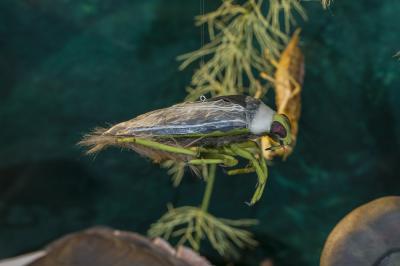 "Backswimmer - Notonecta glauca - macro" by Dorota Piotrowiak