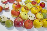 Old apple-pear varieties by Dorota Piotrowiak