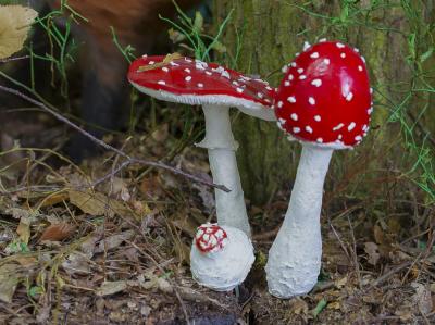 "fly agaric" by Dorota Piotrowiak