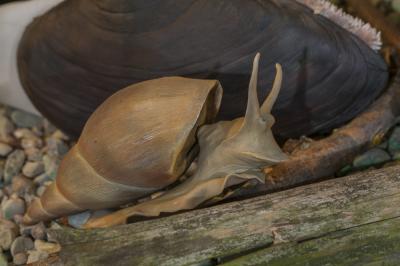 "great pond snail - macro" by Dorota Piotrowiak