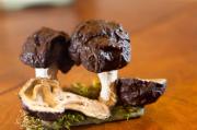 false morel mushroom by Dorota Piotrowiak