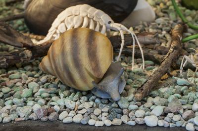 "River snail and srimp - Gammarus roesel - macro" by Dorota Piotrowiak