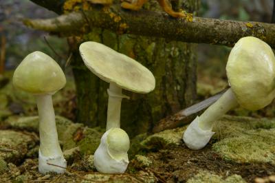 "death cap mushroom" by Dorota Piotrowiak