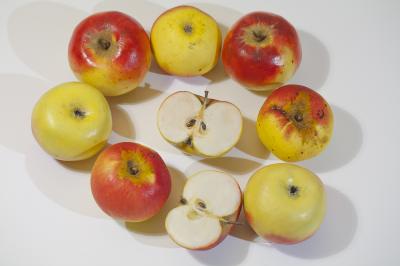 "apple: Kronprinz Rudolf" by Dorota Piotrowiak