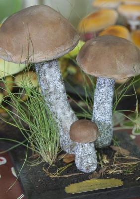 "rough-stemmed bolete" by Dorota Piotrowiak