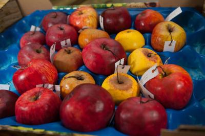 "Old apple varieties" by Dorota Piotrowiak