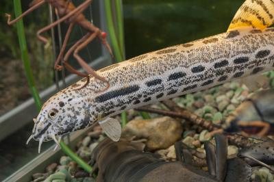 "Spined loach - macro" by Dorota Piotrowiak