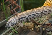 Spined loach - macro by Dorota Piotrowiak