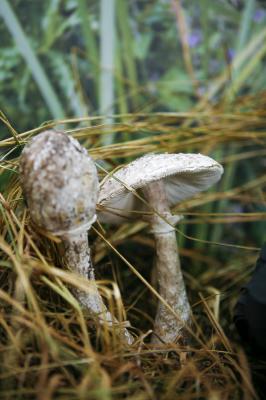 "parasol mushroom" by Dorota Piotrowiak