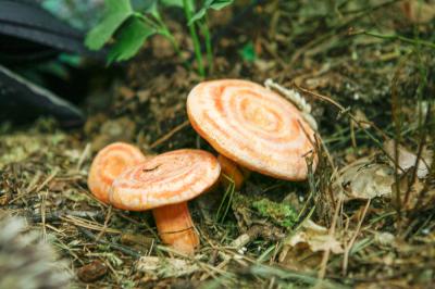 "saffron milk cap" by Dorota Piotrowiak