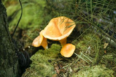 "chanterelle mushroom" by Dorota Piotrowiak