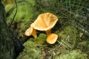 chanterelle mushroom by Dorota Piotrowiak