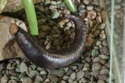 European medicinal leech - macro by Dorota Piotrowiak