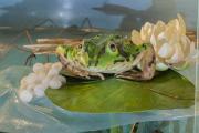 Pool frog 1 - macro by Dorota Piotrowiak