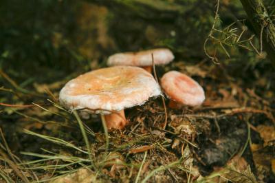 "woolly milkcap" by Dorota Piotrowiak