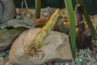 "Cased Caddisfly larva - macro" by Dorota Piotrowiak