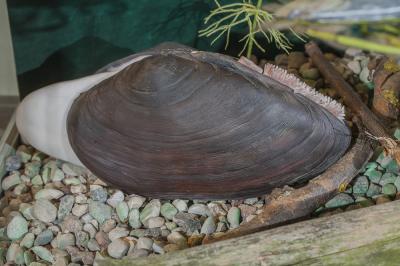 "Swollen river mussel - macro" by Dorota Piotrowiak