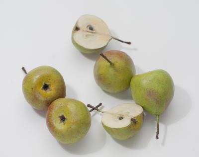 "pear: Hirschbirne" by Dorota Piotrowiak