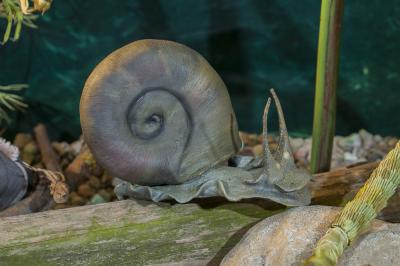 "Great ramshorn snail - macro" by Dorota Piotrowiak