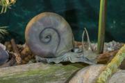 Great ramshorn snail - macro by Dorota Piotrowiak