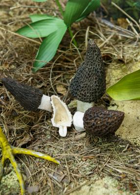 "morel mushroom" by Dorota Piotrowiak