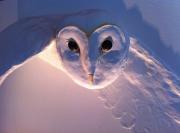 Watching You - Close Up by Jo Muncaster