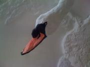 Swan Landing - close up by Jo Muncaster
