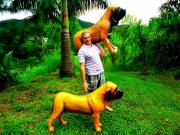 André Parisi with breder Fila Brasileiro by André Parisi