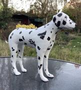 Dalmation by David Osborne