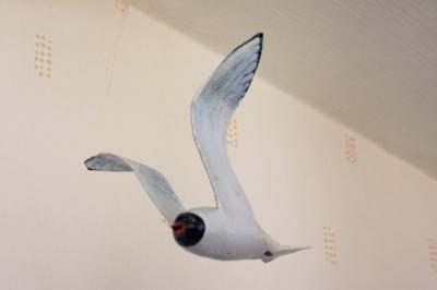 "Little Gull" by David Osborne